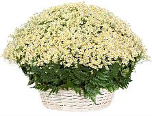 Цветочная композиция из Ромашки в корзине #REPLACE_PRED# Борозде